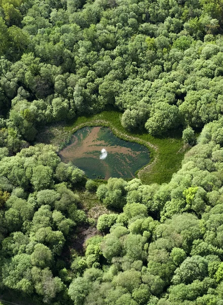 Imagen Parque Forestal — Foto de Stock