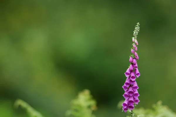 Bild Blomma Fält — Stockfoto