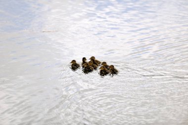 Özgürlük ördekler görüntü