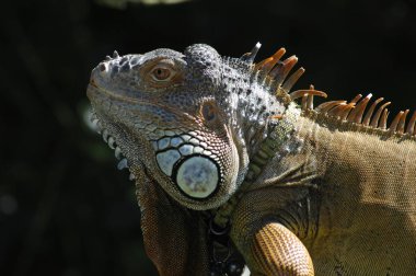 Görüntü bir iguana