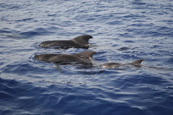 クジラのイメージ — ストック写真