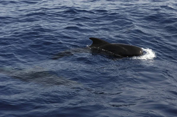 クジラのイメージ — ストック写真