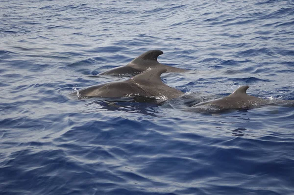 Afbeelding Van Een Walvis — Stockfoto