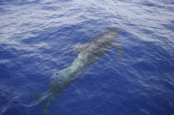 Imagen Una Ballena — Foto de Stock