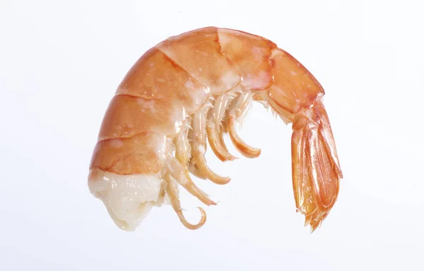 Gambar Studio Dari Udang — Stok Foto