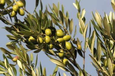 bir zeytin dalı görüntüsü