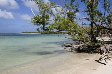 bir karayip plaj görüntüsü