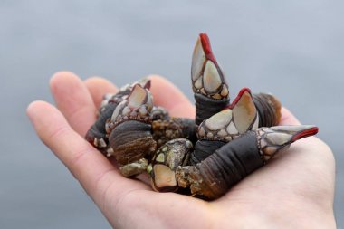 Galiçya midyelerini tutan bir el görüntüsü