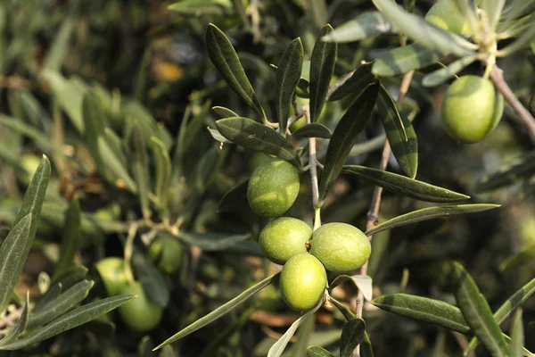bir zeytin dalı görüntüsü