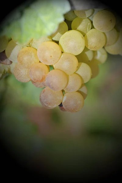 葡萄酒品种的特写镜头 — 图库照片