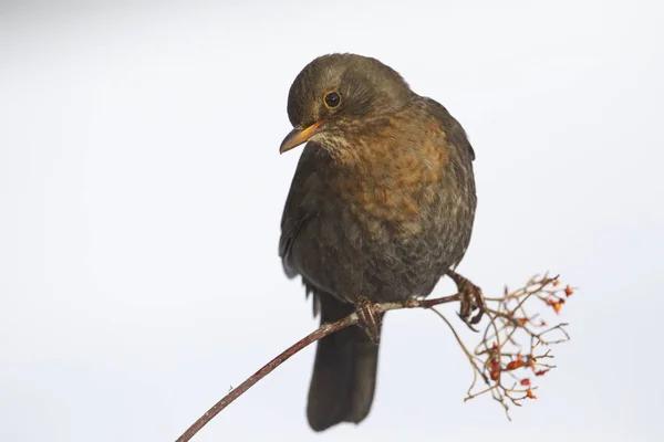 Common Blackbird Turdus Merula Snow — Stock Photo, Image