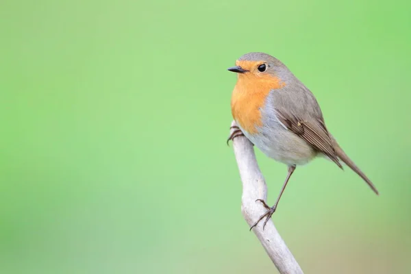 一个罗宾 Erythacus Rubecula 在分支 — 图库照片