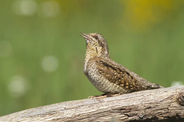 Eurasian Wryneck Jynx Torquilla Branch — Stock Photo, Image