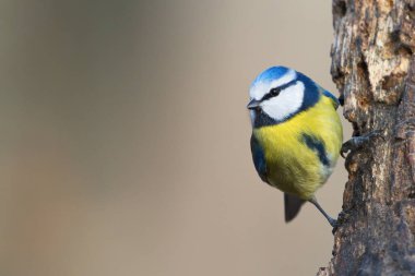 Bir mavi baştankara (Parus caeruleus) güzel bir ufuk yeşil arka plana sahip. Larrabetzu (Bizkaia, Bask Bölgesi alınan).