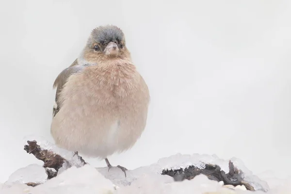 Chaffinch Fringilla Coelebs Снегом Красивом Разряженном Белом Фоне Взято Ларрабецу — стоковое фото