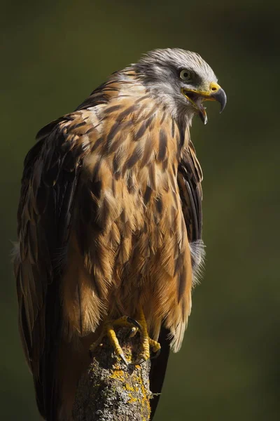 The Red Kite (Milvus milvus) raptor portrait. The Red Kite is a medium-large bird of prey in the family Accipitridae. Taken in Izco (Basque Country.