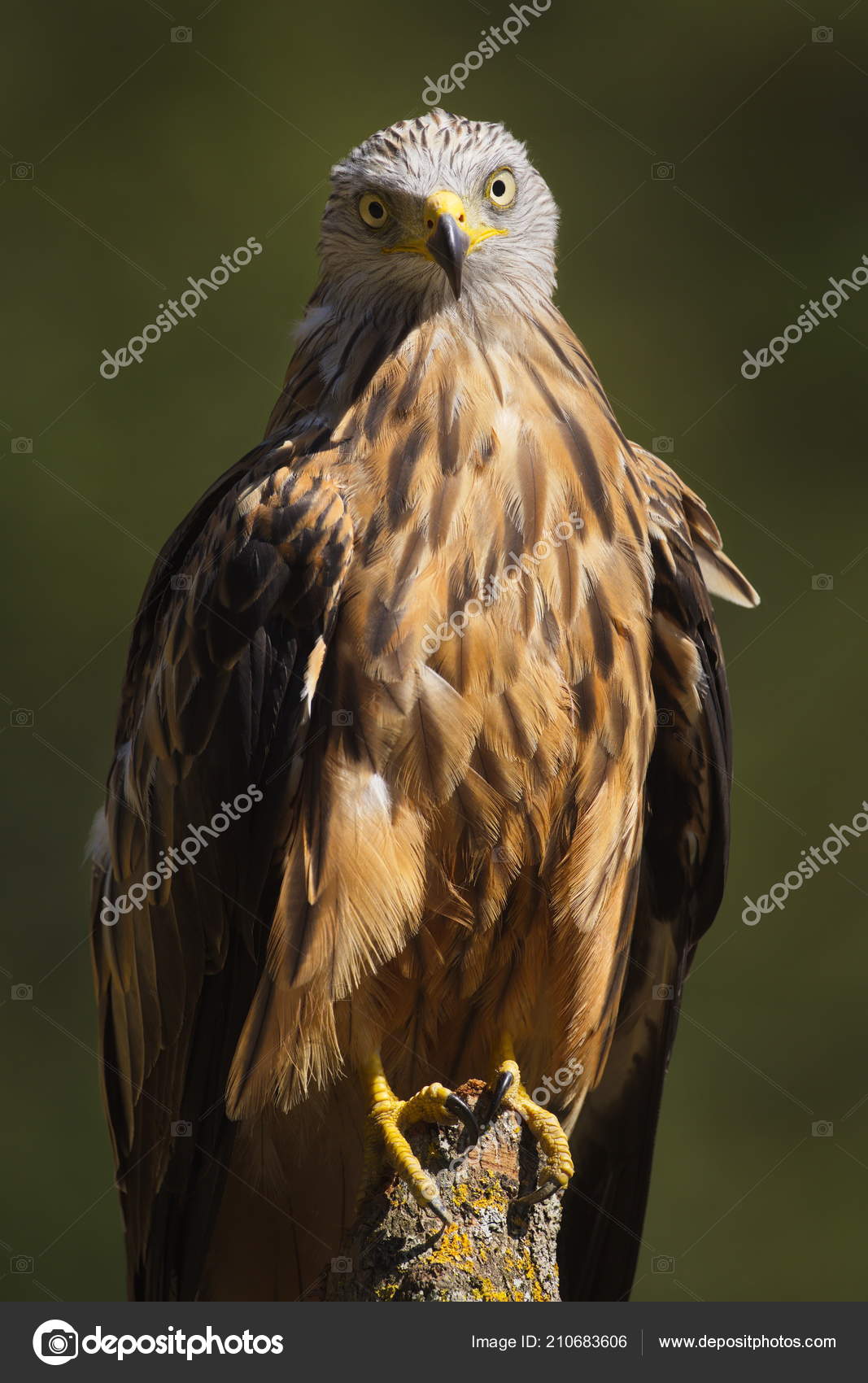 Red Kite Milvus Milvus Raptor Portrait Red Kite Medium Large