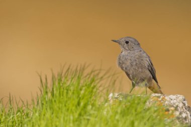 Siyah kızılay (Phoenicurus ochruros), Phoenicurus familyasından bir kuş türü..