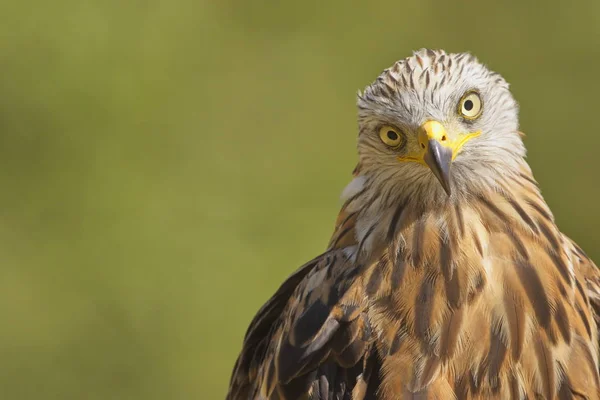 Kızıl Uçurtma (Milvus milvus) Raptor portresi. Kızıl Uçurtma, Accipitridae familyasından orta büyüklükte bir yırtıcı kuş türü. Izco 'da çekildi (Bask Ülkesi.