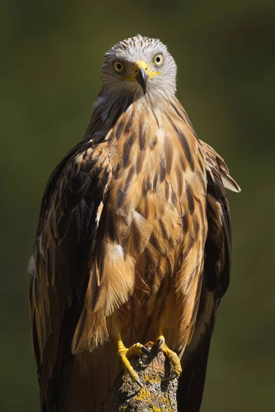 The Red Kite (Milvus milvus) raptor portrait. The Red Kite is a medium-large bird of prey in the family Accipitridae. Taken in Izco (Basque Country.