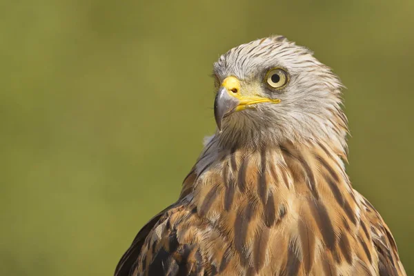 The Red Kite (Milvus milvus) raptor portrait. The Red Kite is a medium-large bird of prey in the family Accipitridae. Taken in Izco (Basque Country.