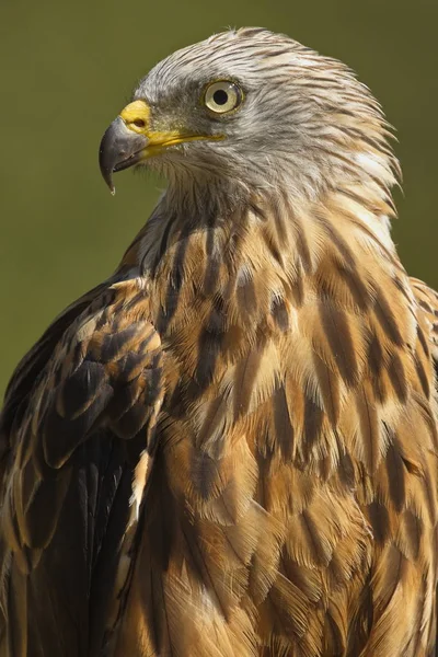 The Red Kite (Milvus milvus) raptor portrait. The Red Kite is a medium-large bird of prey in the family Accipitridae. Taken in Izco (Basque Country.