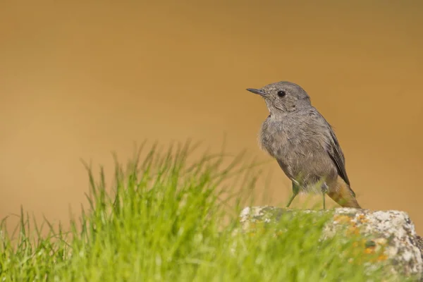 Black Redstart Phoenicurus Ochruros Small Passerine Bird Redstart Genus Phoenicurus — Stock Photo, Image