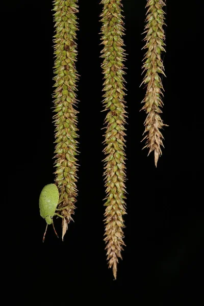 挂着的草花上的一只绿色虫子 阿克罗斯特农岛 — 图库照片