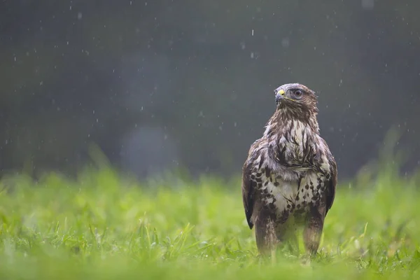 Buteo Buteo Buteo Buteo Feld — Stockfoto