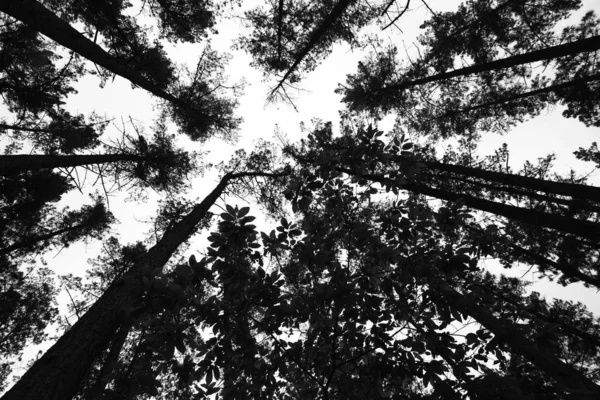 Röntgenbild des Waldes — Stockfoto