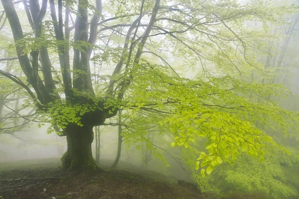 kayın ormanı