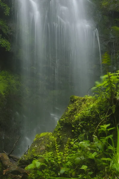 Primavera verde — Fotografia de Stock