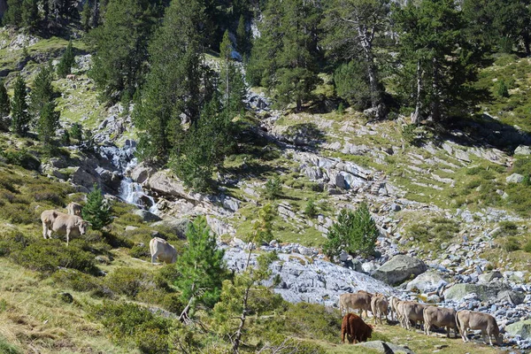 Benasque Huesca Spain 2017 Posets Maladeta Natural Park 스페인의 구역이다 — 스톡 사진