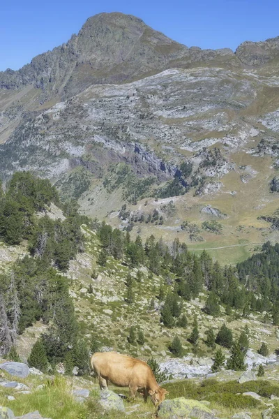 Benasque Huesca Espagne Août 2017 Parc Naturel Posets Maladeta Est — Photo