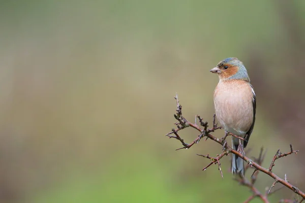 Larrabetzu Bizkaia Spain Mar 2020 Rainny Day Field Common Chaffinch — Stock Photo, Image