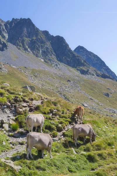 Benasque Huesca スペイン 2017年8月24日 ポセット マラデタ自然公園 Posets Maladeta Natural Park — ストック写真