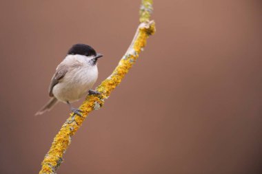 Cramenes, Leon/Spain; Feb. 15, 2020. The marsh tit (Poecile palustris) is a passerine bird in the tit family Paridae
