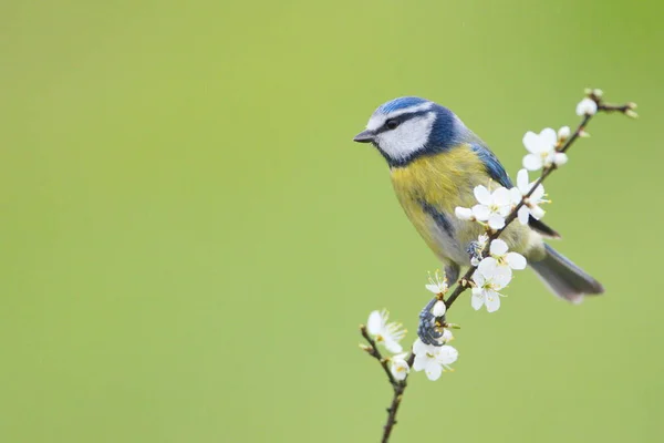 Larrabetzu, Bizkaia/Basque Country; Mar. 10, 2019. The Eurasian blue tit (Cyanistes caeruleus) is a small passerine bird in the tit family.