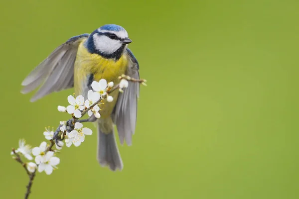 Larrabetzu, Bizkaia/Basque Country; Mar. 10, 2019. The Eurasian blue tit (Cyanistes caeruleus) is a small passerine bird in the tit family.