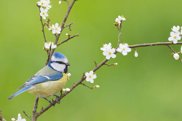 Larrabetzu, Bizkaia/Basque Country; Mar. 10, 2019. The Eurasian blue tit (Cyanistes caeruleus) is a small passerine bird in the tit family.
