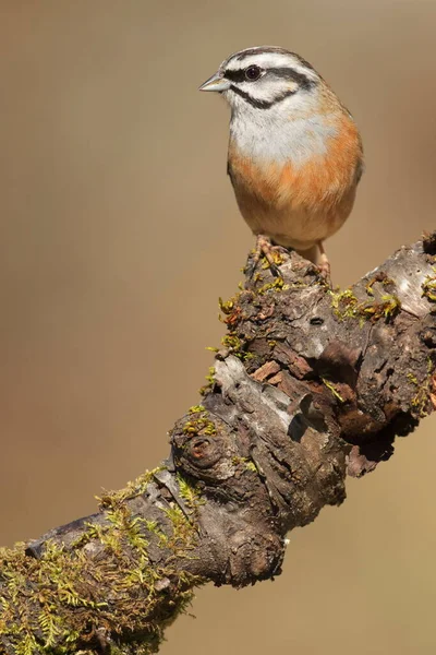 Cramenes Leon Spain Feb 2020 Rock Bunting Emberiza Cia Passerine — Stock Photo, Image