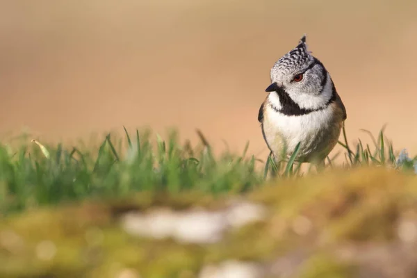 Cramenes Leon Spain Feb 2020 European Crested Tit Simply Crested — Stock Photo, Image