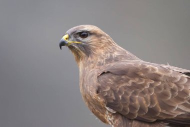 Cramenes, Leon / İspanya; 15 Şubat 2020. Yaygın akbaba (Buteo buteo), orta ile büyük yırtıcı bir kuş türüdür..