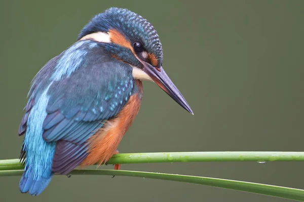 Jovem Kingfisher Comum Alcedo Atthis Junto Rio Belo Ramo Olhando — Fotografia de Stock