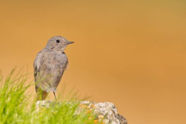 Siyah kızılay (Phoenicurus ochruros), Phoenicurus familyasından bir kuş türü..
