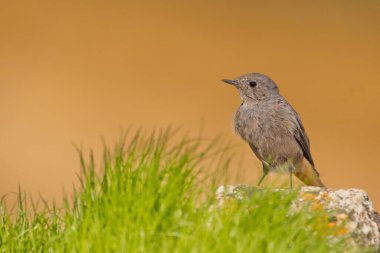 Siyah kızılay (Phoenicurus ochruros), Phoenicurus familyasından bir kuş türü..