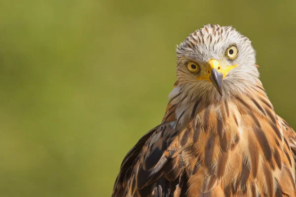The Red Kite (Milvus milvus) raptor portrait. The Red Kite is a medium-large bird of prey in the family Accipitridae. Taken in Izco (Basque Country.