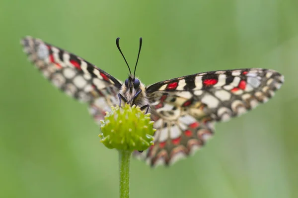 泽林西亚 鲁米娜 西班牙语 Zerynthia Rumina 是一只蝴蝶 属于帕皮利奥尼迪家族 牠们在西班牙是一种分布广泛的物种 经常出没于大多数栖息地 — 图库照片
