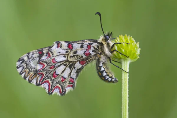 泽林西亚 鲁米娜 西班牙语 Zerynthia Rumina 是一只蝴蝶 属于帕皮利奥尼迪家族 牠们在西班牙是一种分布广泛的物种 经常出没于大多数栖息地 — 图库照片