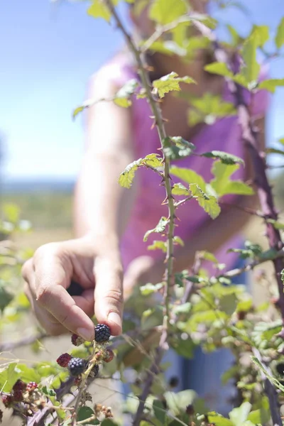 Zamora / İspanya; 23 Ağustos 2020. Yazın yabani böğürtlen hasadı.